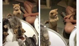 相扑猫吃瓜视频大全免费观看,免费观看视频大全，萌态十足！